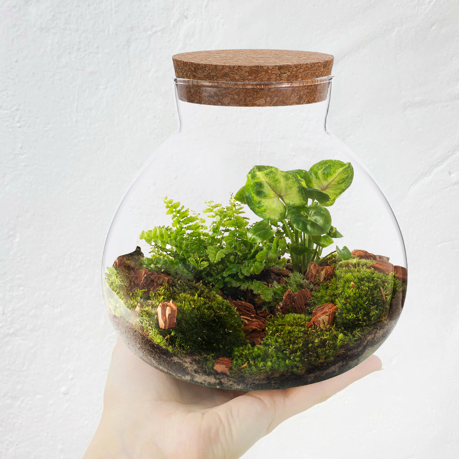 Terrarium Glass Bottle - Стеклянный террариум-бутылка 15x16 см с круглой
